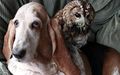 Hound-owl-460_1215062c