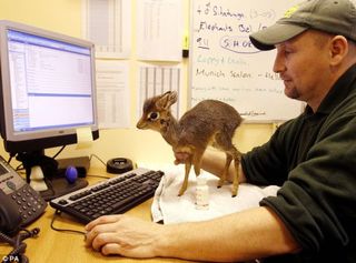 Deskdeer