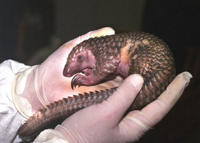 Pangolin1_2