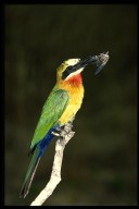 Whitefronted_beeeater_268040_1